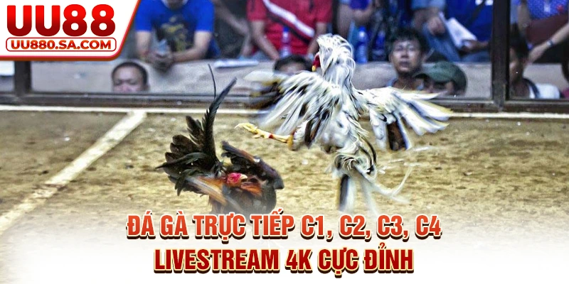 Đá Gà Trực Tiếp C1, C2, C3, C4 - Livestream 4K Cực Đỉnh