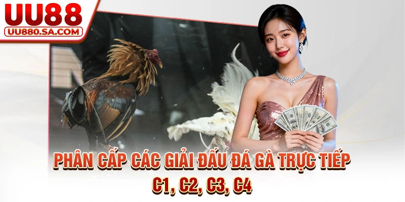 Phân cấp các giải đấu đá gà trực tiếp C1, C2, C3, C4