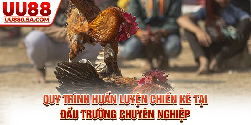 Quy trình huấn luyện chiến kê tại đấu trường chuyên nghiệp